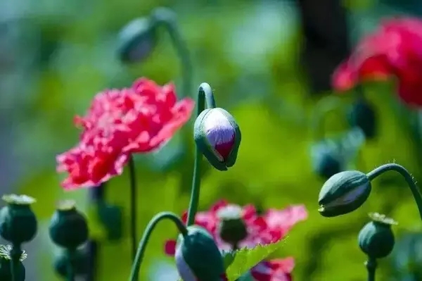 呼伦贝尔草原上什么时候可以看见漂亮的花？